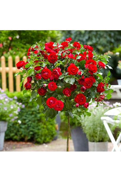 Троянда флорібунда червона - яскравий штамбовий варіант